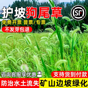 狗尾巴草种子野草种杂草种籽荒地复绿耐寒耐旱绿化护坡牧草草种籽