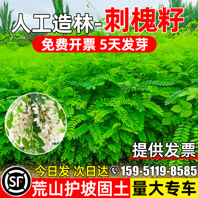 人工造林护坡固土刺槐种子耐贫瘠