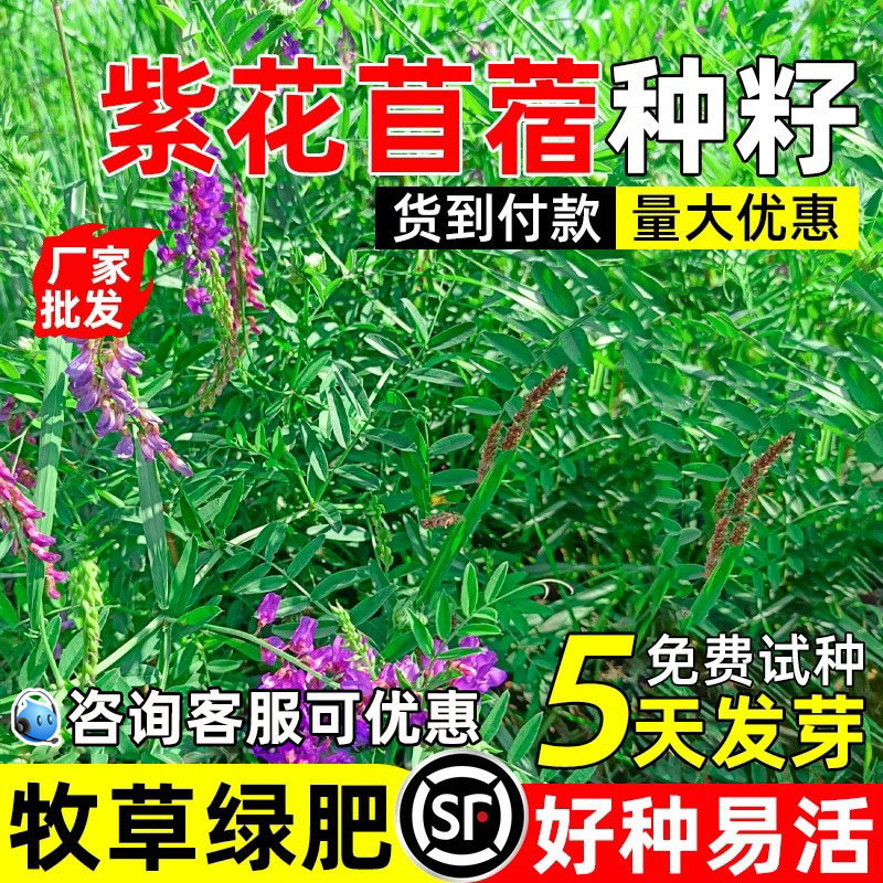 紫花苜蓿多年生苜蓿种籽四季常青