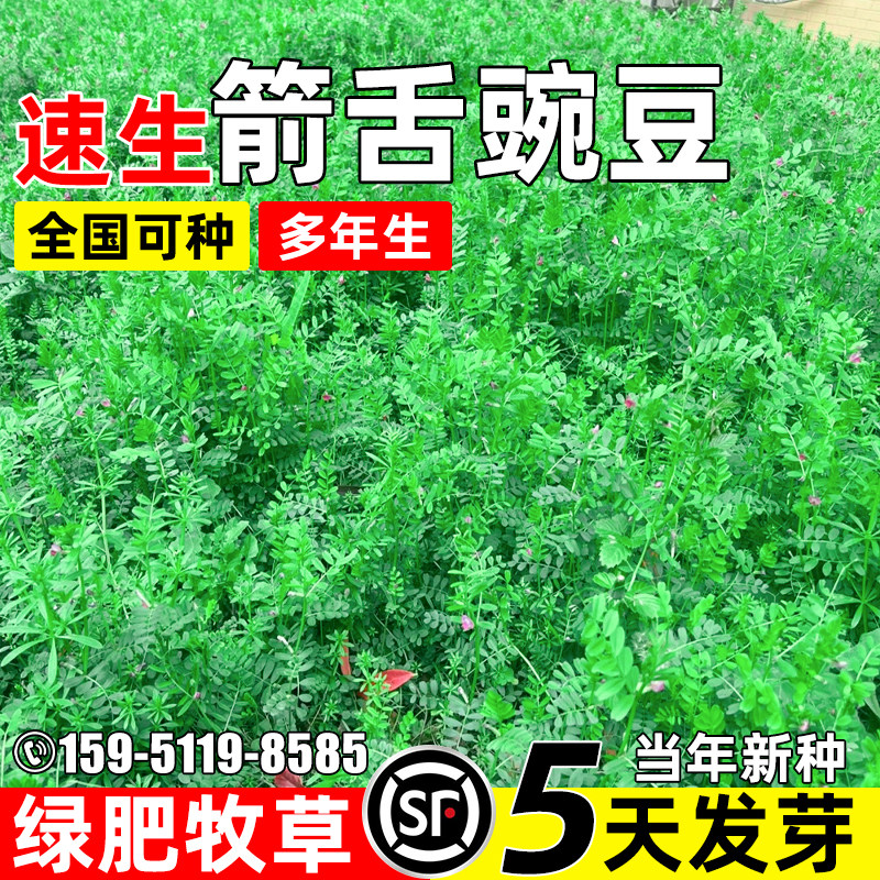 箭舌豌豆四季高产畜牧养殖绿肥