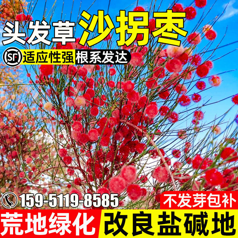 沙拐枣防风固沙荒漠绿化灌木种籽