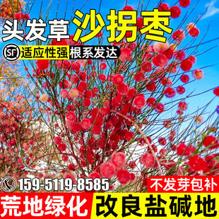 沙拐枣种子多年生防风固沙草籽荒漠绿化耐贫瘠防风蚀绿化灌木种籽