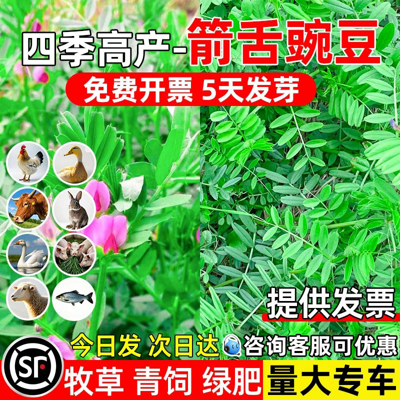 箭舌豌豆四季高产绿肥青饲高蛋白