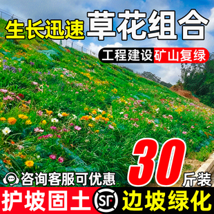 护坡草花组合种子山体喷播绿化草籽荒山复绿护坡固土耐寒耐旱种籽