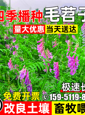 光叶紫花苕种子毛苕子果园绿肥草籽箭舌豌豆高产牧草耐贫瘠草种籽