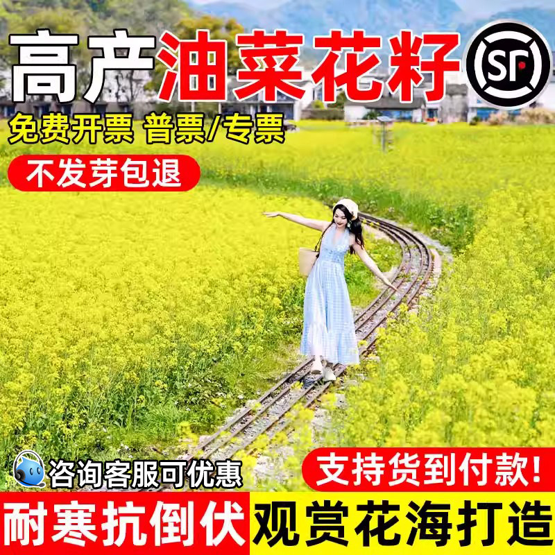 油菜花籽彩色油菜花花海高产菜籽