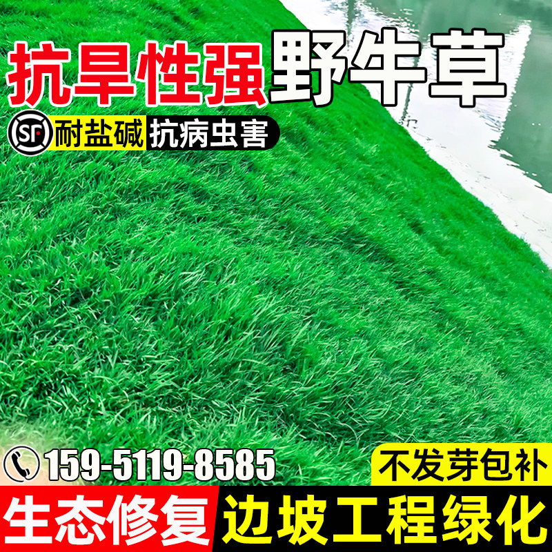 野牛草种子生态修复边坡工程绿化