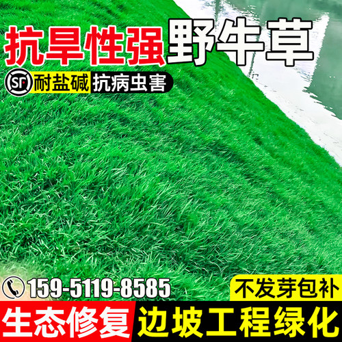野牛草种子生态修复边坡工程绿化