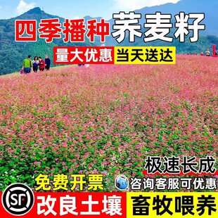 荞麦种子四季高产多年生草籽果园绿肥畜牧养殖耐贫瘠蜜源牧草种籽