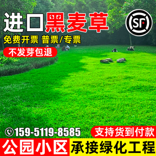 进口黑麦草种籽四季常青草籽公园小区工程绿化耐寒耐旱草坪草种子