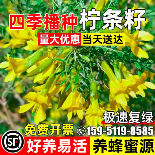 柠条籽四季播种防风固土灌木草籽