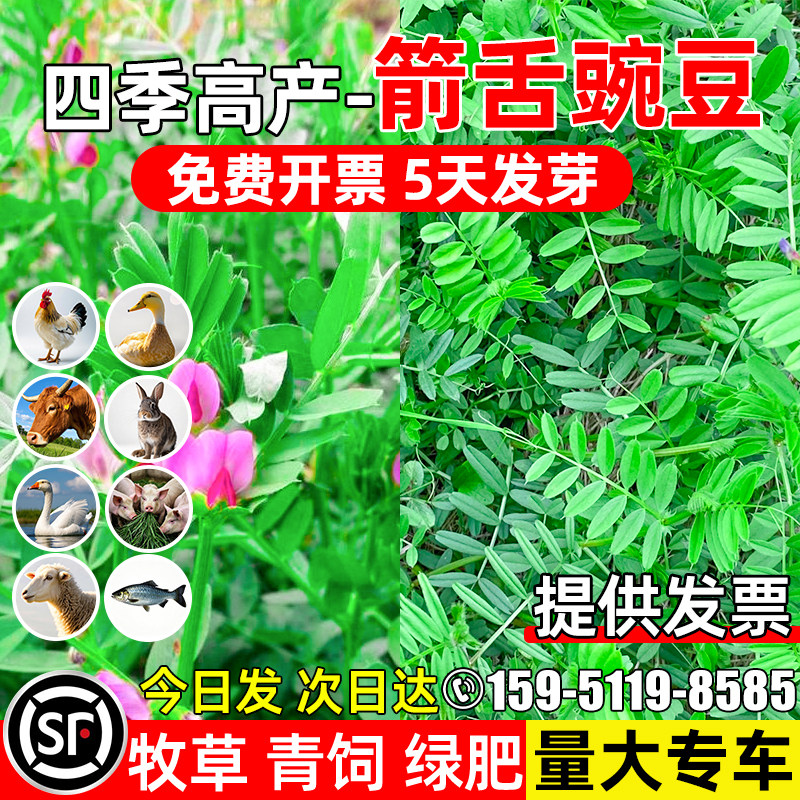 箭舌豌豆四季高产绿肥青饲高蛋白