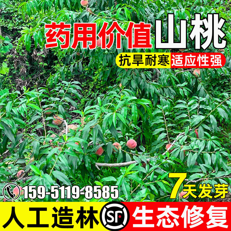 山桃树种子耐旱耐贫瘠灌木种籽人工造林生态修复水土保持绿化草籽