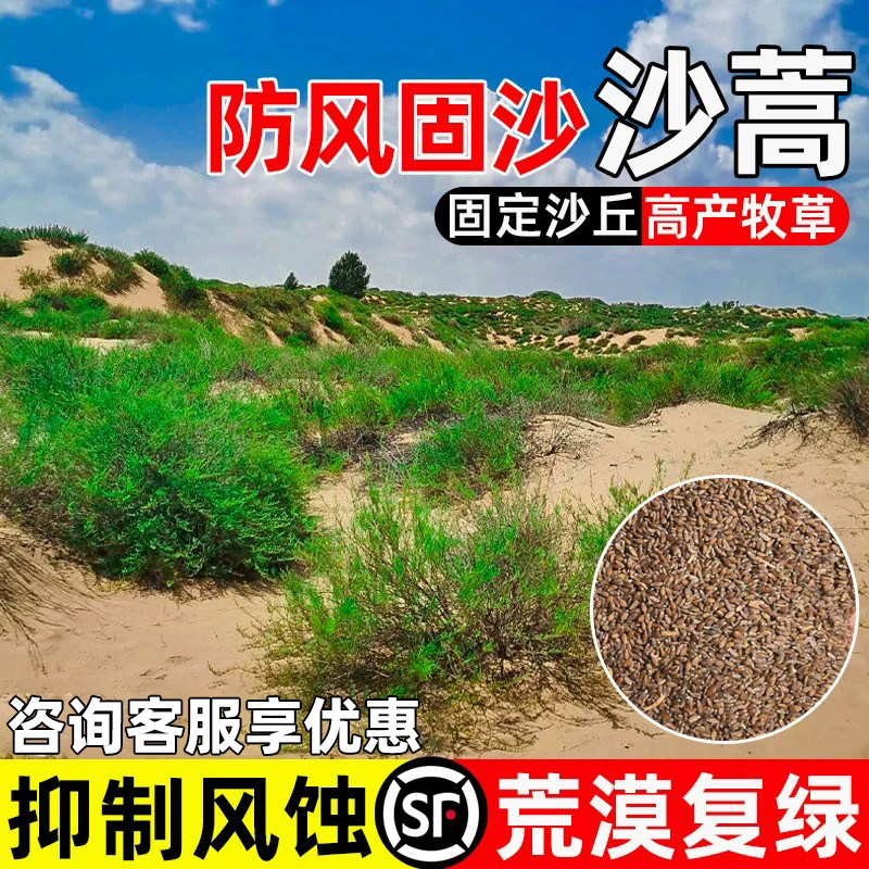 沙蒿种子防风固沙荒漠植被绿化