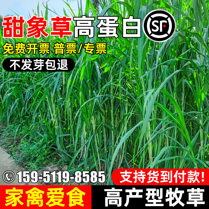 甜象草四季高产高蛋白多年生牧草
