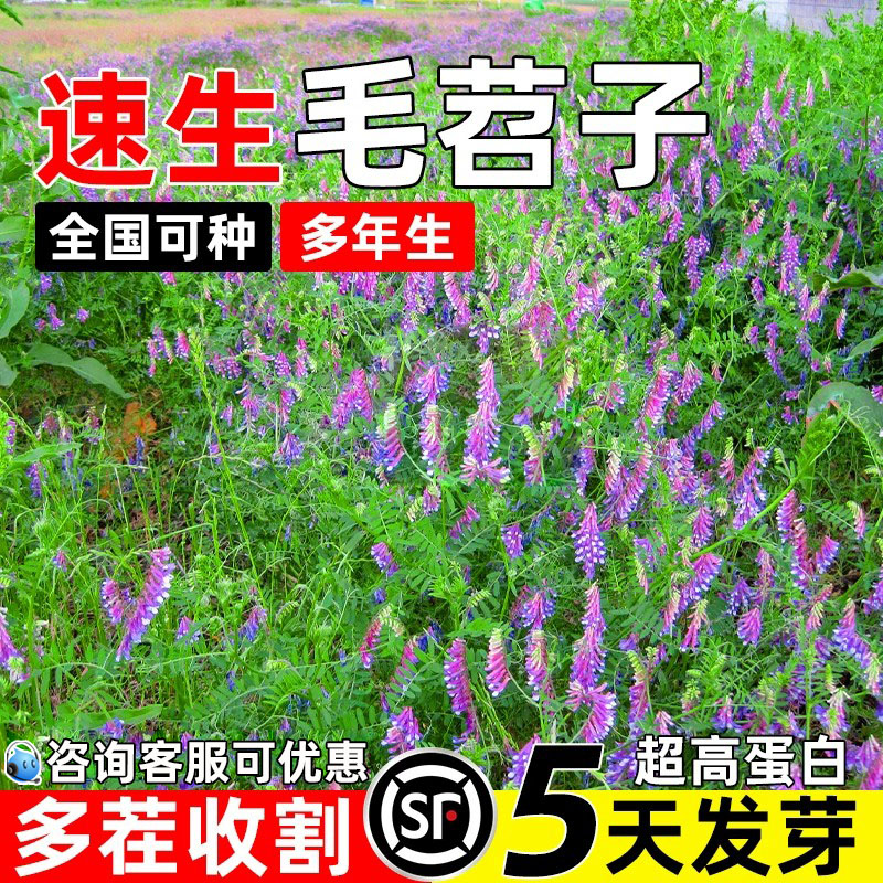 光叶紫花苕子果园绿肥牧草籽草籽