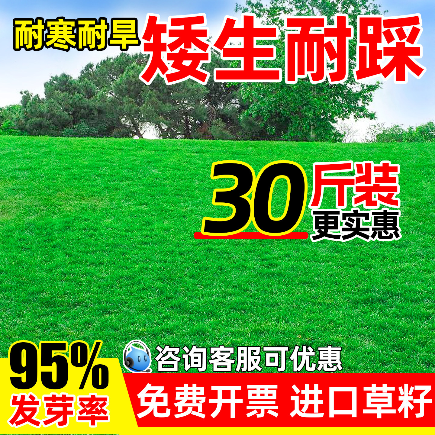 矮生四季青草籽护坡狗牙根黑麦草