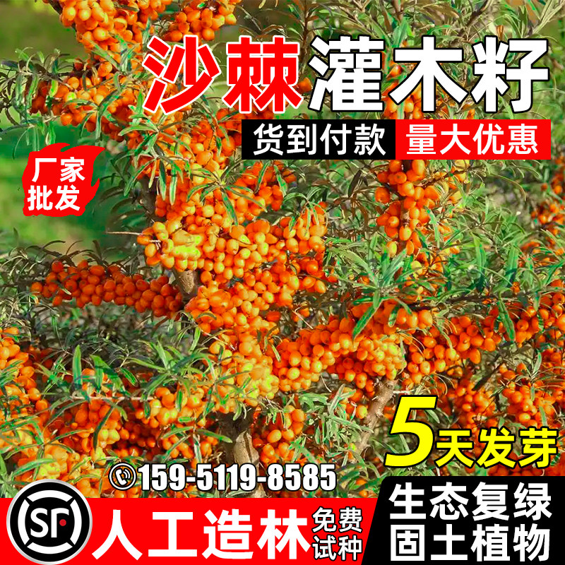 沙棘种子人工造林多年生护坡固土