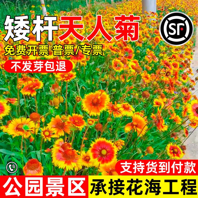 大花天人菊种子四季播种景区花海