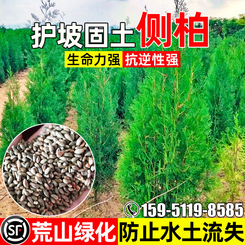 侧柏树护坡固土荒山绿化水土保持