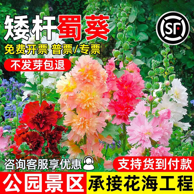 蜀葵花种子四季播种花种籽公园景区花海工程耐热耐旱野花组合花籽