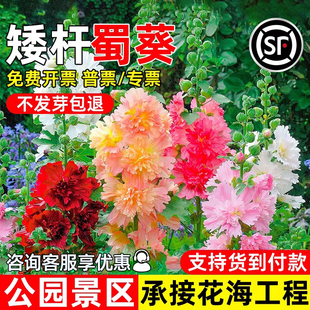 蜀葵花种子四季播种花种籽公园景区花海工程耐热耐旱野花组合花籽