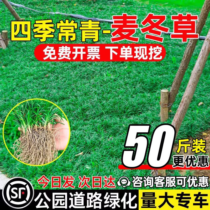 麦冬草庭院绿化耐寒耐旱四季常青