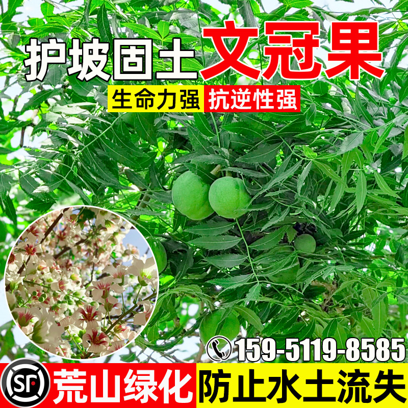 文冠果护坡固土人工造林水土保持