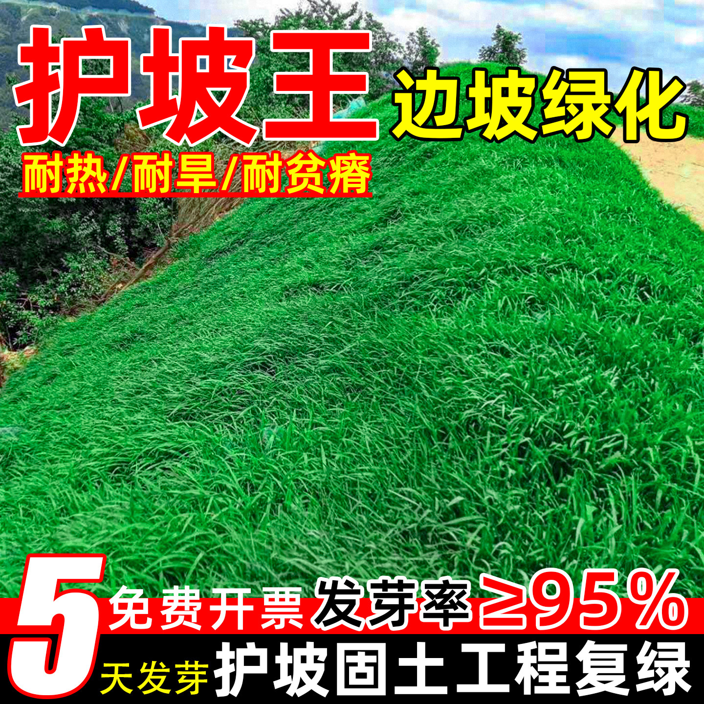 四季常青护坡固土绿化草坪草籽