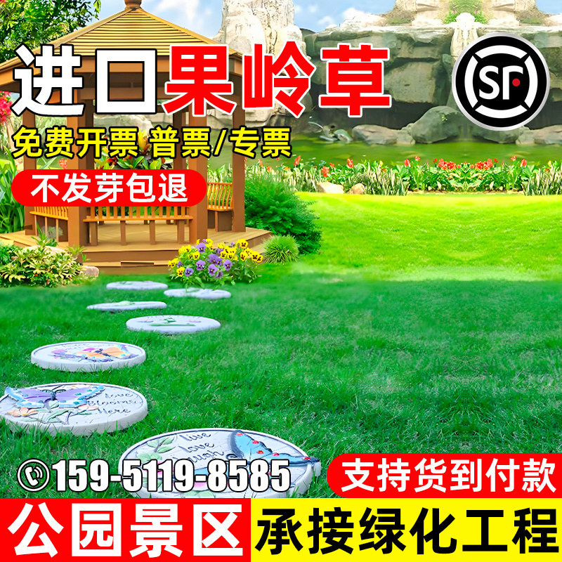 进口果岭草种子四季常青草籽公园景区工程绿化耐寒耐旱多年生种籽