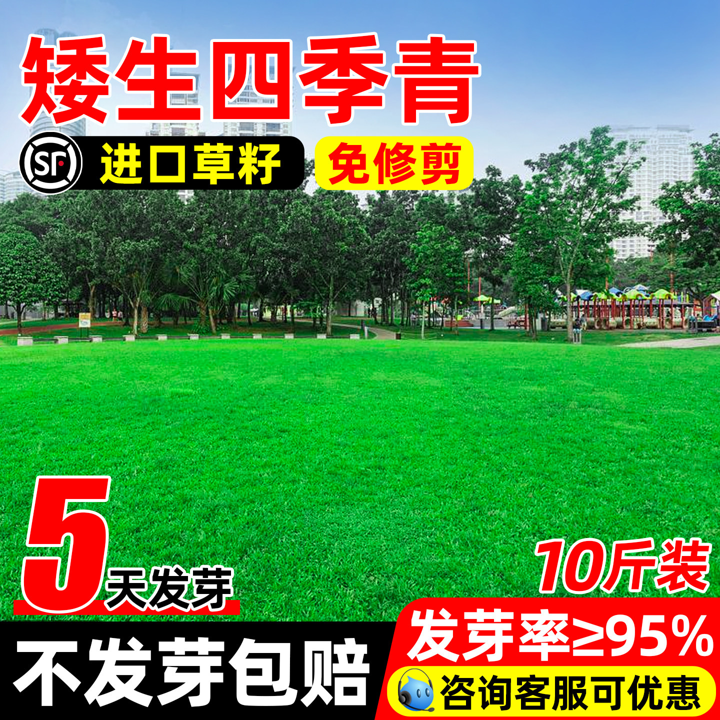 矮生四季青草籽耐践踏草坪种子庭院地毯草皮绿化狗牙根黑麦草种籽