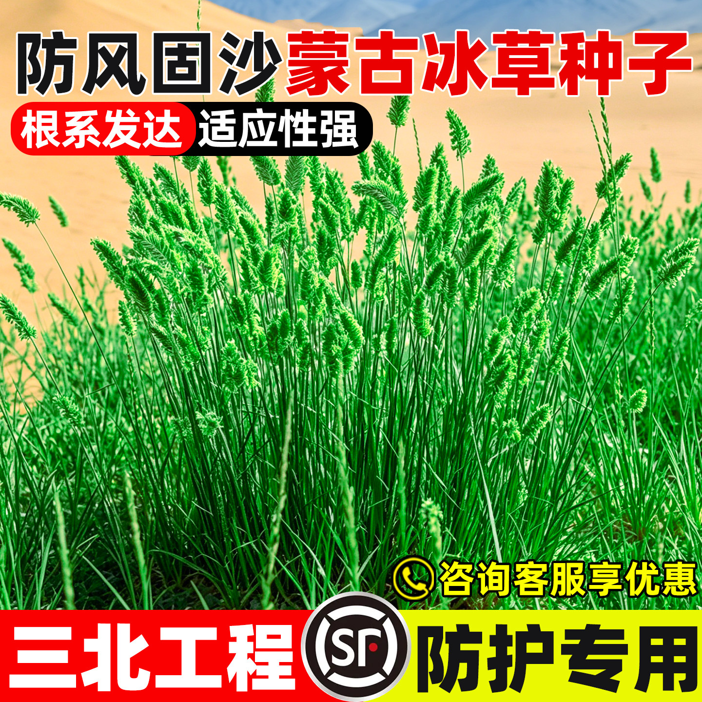 蒙古冰草种子羊草披碱草工程绿化