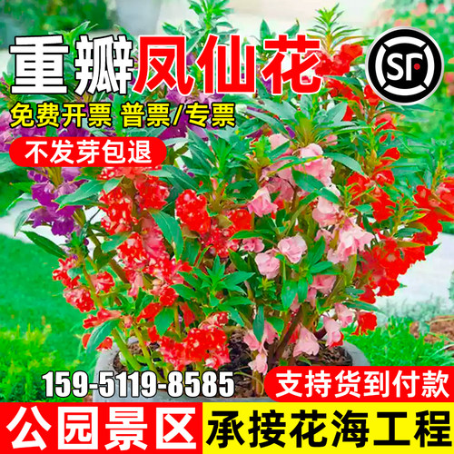 重瓣凤仙花公园景区花海工程绿化