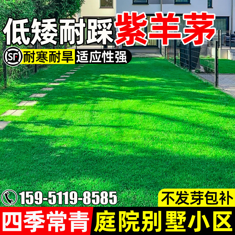 紫羊茅草籽四季常青庭院别墅绿化
