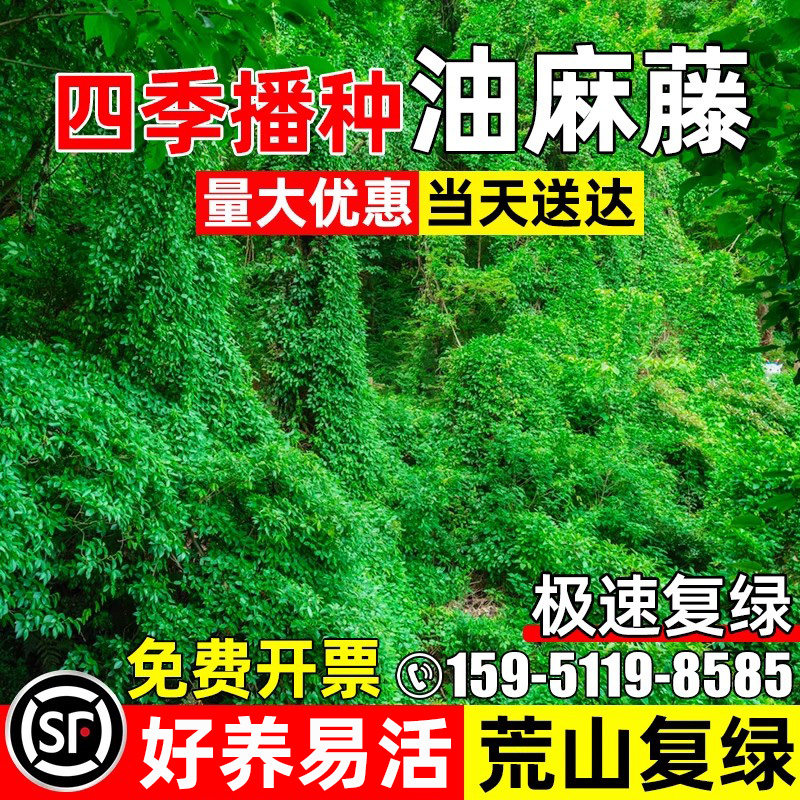 油麻藤荒山复绿爬藤植物灌木草种
