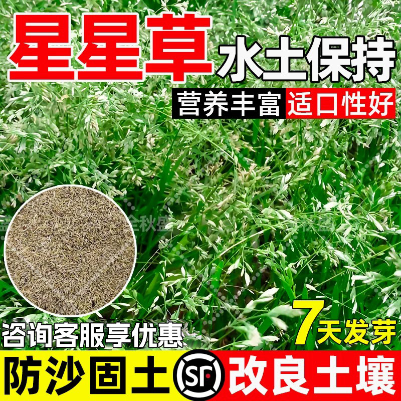 星星草水土保持防风固沙工程绿化