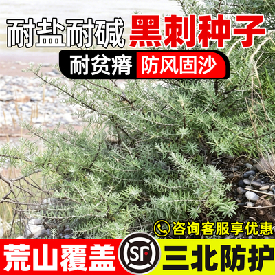 黑刺种子抗风固沙护坡固土绿化
