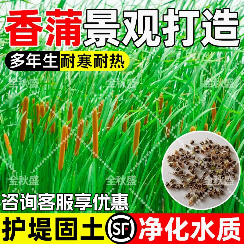 香蒲种子护坡固土水菖蒲绿化草籽