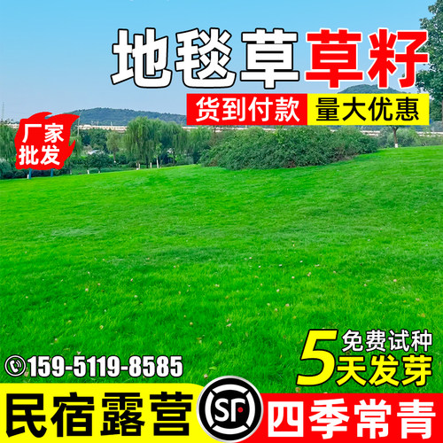 四季常青地毯草草皮种子民宿露营