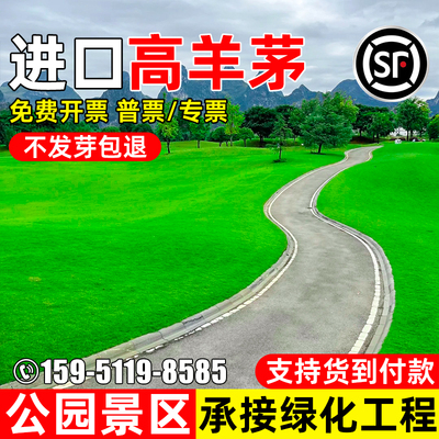 高羊茅草籽耐寒耐旱公园景区种籽