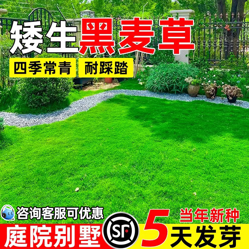 黑麦草草籽矮生四季常青种籽庭院别墅免修剪多年生耐寒耐旱草种子