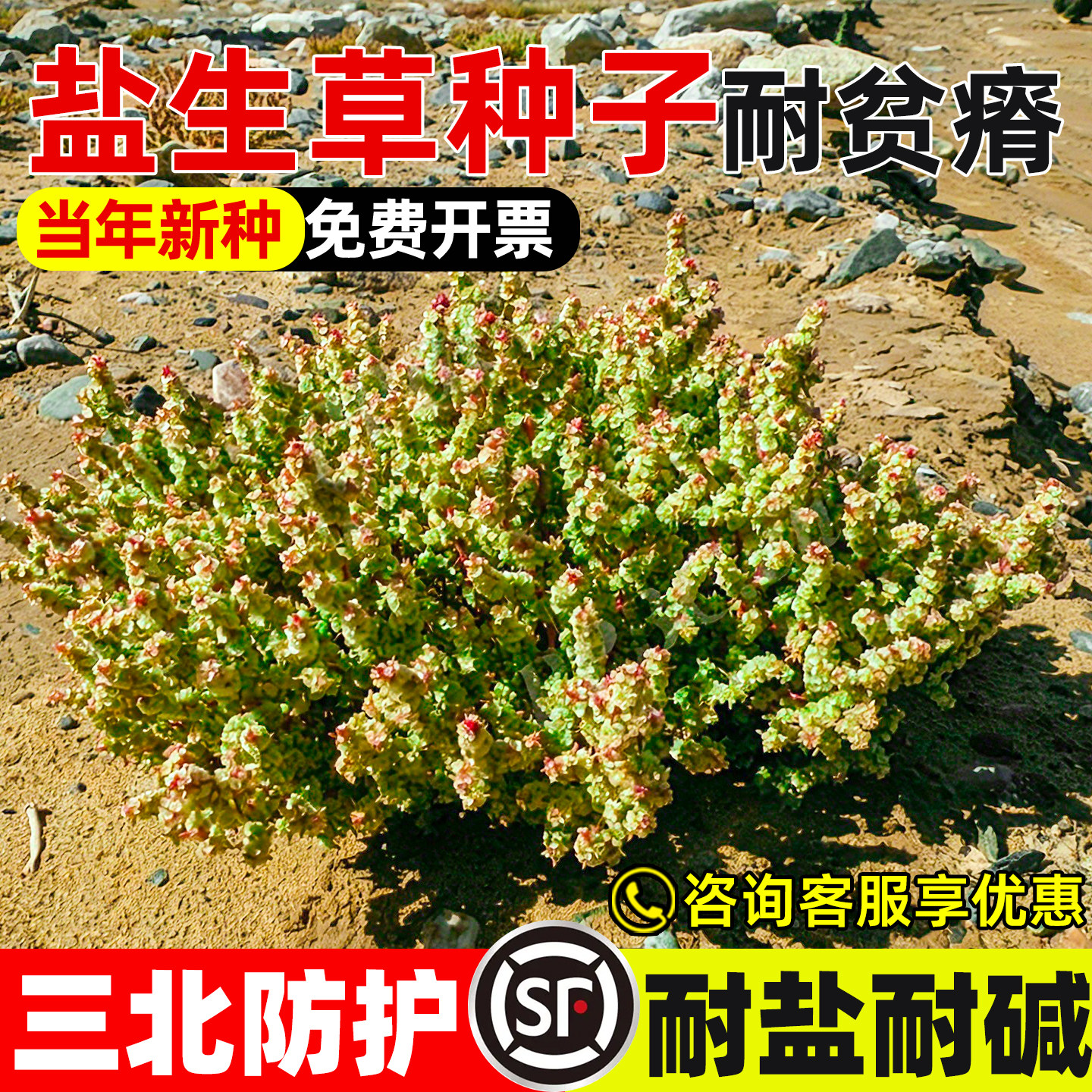 盐生草种子荒漠沙丘生态工程绿化