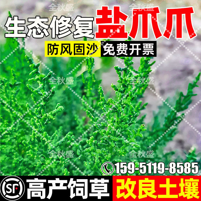 盐爪爪防风固沙生态修复高产牧草