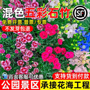 五彩石竹花种子四季播种耐旱花籽公园景区花海工程野花组合花种籽