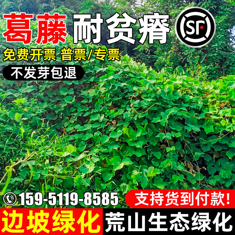 葛藤种子矿山复绿爬藤植物多年生