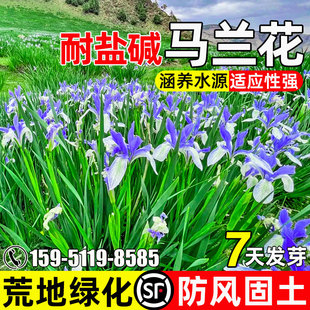 马兰花种子耐旱耐盐碱马莲花籽荒地绿化防风固沙水土保持花卉种籽