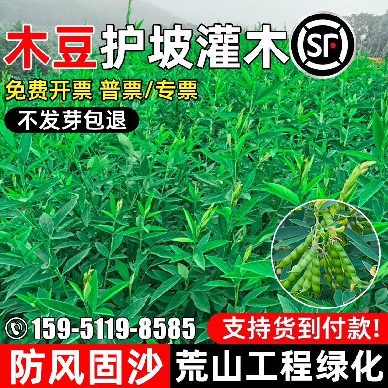 木豆护坡固土防风固沙荒山绿化