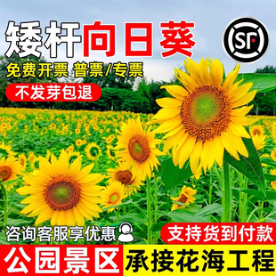 向日葵花种子四季播种矮杆花籽公园景区花海工程野花组合花卉种籽