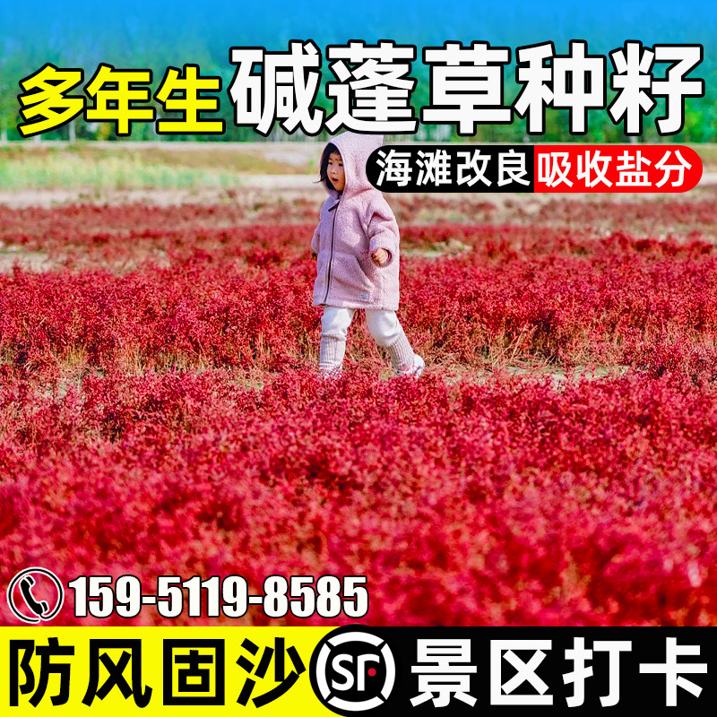 碱蓬草种籽多年生防风固沙草籽景区观赏打卡多年生耐盐碱绿化种籽