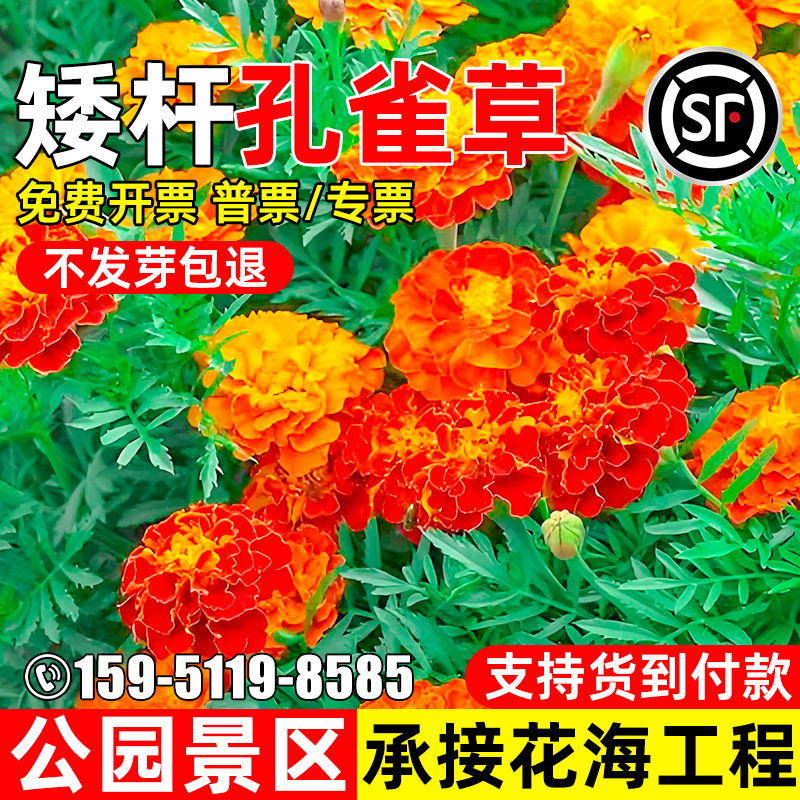 孔雀草公园景区花海工程花卉种子